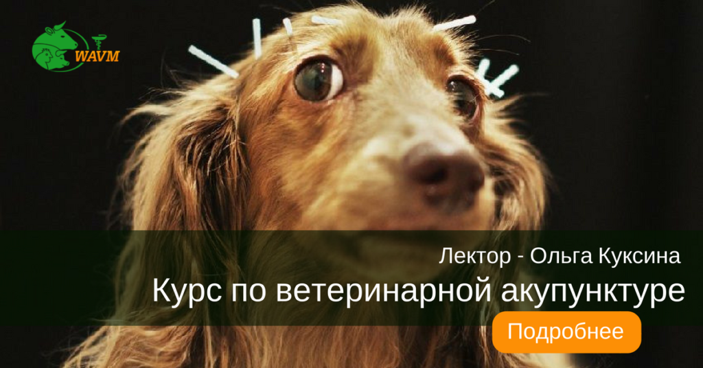 kurs po veterinarnoj akupunkture 1024x536 - Болезни КРС