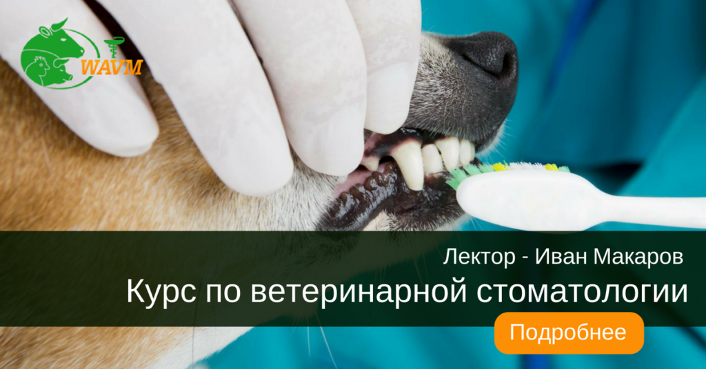 kurs po veterinarnoj stomatologii 1024x536 - Болезни КРС