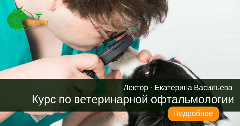 lektory veterinarija fd ads kopija 1024x536 - Болезни КРС