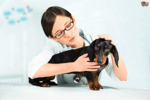 what is pulmonary edema in dogs 53635e063b374 300x200 - what-is-pulmonary-edema-in-dogs-53635e063b374
