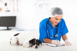 dollarphotoclub 50667963 300x200 - vet writing report after checkup