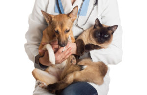 treatment of cats and dogs 300x194 - treatment_of_cats_and_dogs