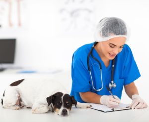 vet biznes 3 300x246 - vet writing report after checkup