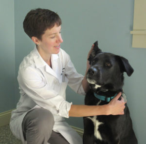 drlayne montana veterinary dermatology 300x295 - drlayne-montana-veterinary-dermatology