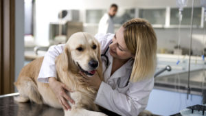 vetcomfortingdog 300x169 - VetComfortingDog