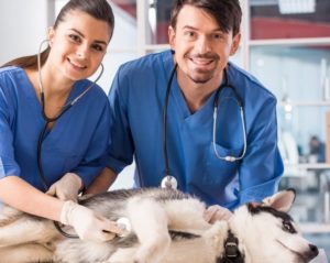 veterinarian 1024x720 4 300x239 - veterinarian-1024x720 (4)
