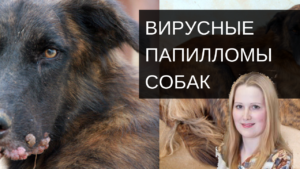 lidija 300x169 - Лидия