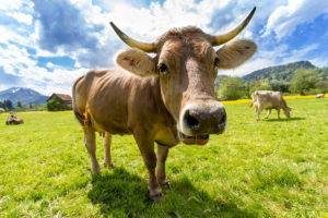 cow pasture animal almabtrieb 300x200 - cow-pasture-animal-almabtrieb