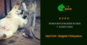 fb 1 300x157 - фб-1