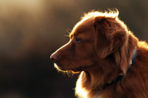 hans veth 402055 unsplash 300x200 - hans-veth-402055-unsplash