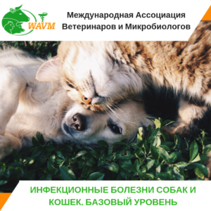 inst infekcionnye bolezni 300x300 - инст - инфекционные болезни