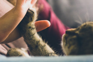 jonas vincent 2717 unsplash 300x200 - jonas-vincent-2717-unsplash