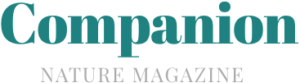 logo companion 300x83 - logo-companion