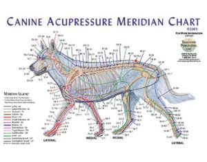 meridiany 300x236 - меридианы