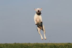animal breed canine 159692 300x202 - animal-breed-canine-159692
