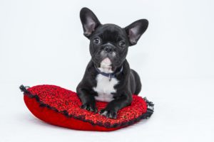 bulldog puppy dog pet 300x200 - bulldog-puppy-dog-pet