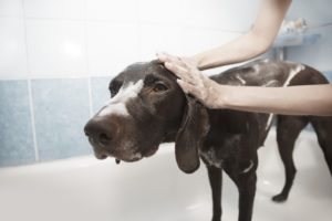 dog 1178365 1920 300x200 - dog-1178365_1920