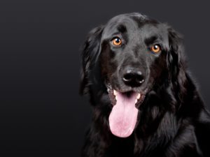 dog hovawart black pet 89775 300x225 - dog-hovawart-black-pet-89775