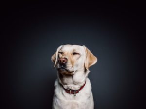 wall animal dog pet 300x225 - wall-animal-dog-pet