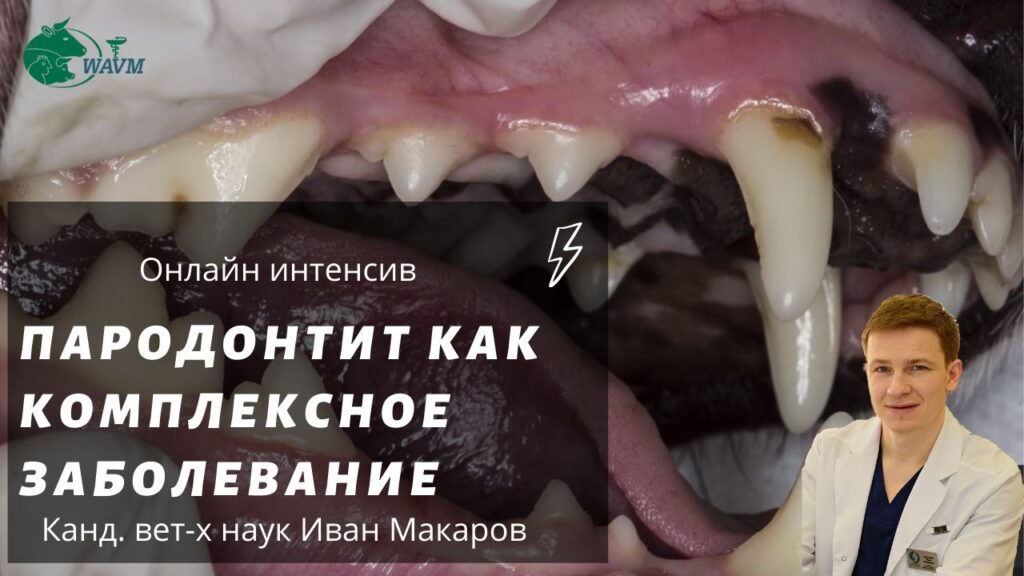 parodontit 1024x576 - Онлайн-интенсив:   пародонтит как комплексное  заболевание