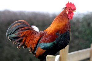 k chemu snitsya petukh 300x200 - K-chemu-snitsya-petukh