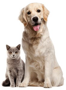pets about free img 221x300 - pets-about-free-img.png
