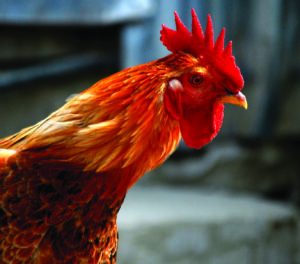 petuh1 300x264 - Online_training_poultry_leaflet_picture