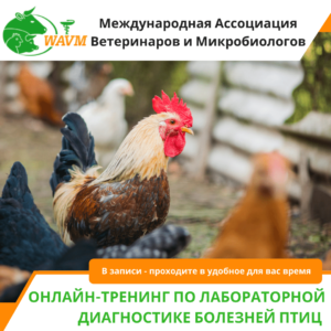trening po boleznjam ptic 300x300 - тренинг по болезням птиц