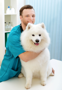 prodvizhenie chastnogo veterinara v socsetjah 206x300 - продвижение частного ветеринара в соцсетях