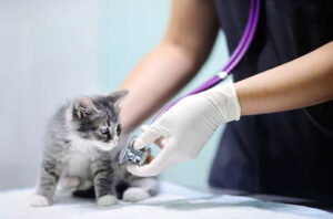 vet cat cc0 300x198 - vet-cat-cc0.jpg