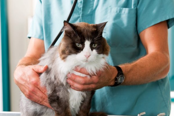 kot osmotr ruki veterinar lechenie 78446 1600x900 qdei6ttj2nplxtx0ajfb56zgl9gquf9j731esngl28 - ИНФЕКЦИОННЫЕ БОЛЕЗНИ СОБАК И КОШЕК. БАЗОВЫЙ УРОВЕНЬ